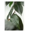 Natural Touch Magnolia Garland Leaves